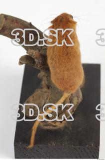 Hazel Dormouse - Muscardinus avellanarius 0033